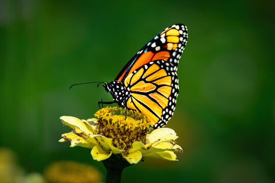 A Monarch Butterfly feeding on a flower