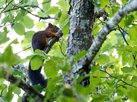 &Eacute;cureuil roux (Sciurus vulgaris) dans un arbre, mammif&egrave;re sauvage arboricole de la famille des Sciuridae