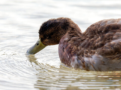 Canard colvert (Anas platyrhynchos) au plumage brun nageant sur un lac, oiseau aquatique sauvage de la famille des Anatidae