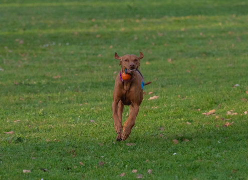 A ungarian magyar vizsla dog in motion isolated closeup in jena