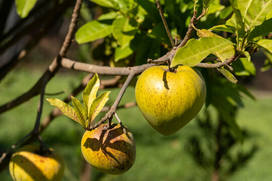 Fresh canistel fruit or yellow sapote hanging from a tree branch in a tropical orchard