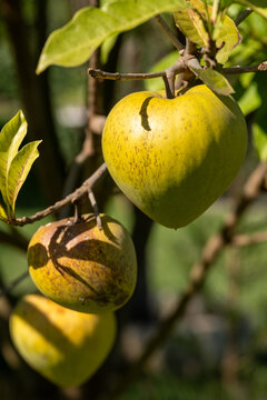 Ripe yellow canistel or eggfruit hanging on a tree branch in a tropical orchard under bright sunlight