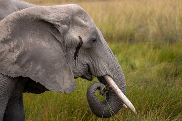 elephant in Amboseli