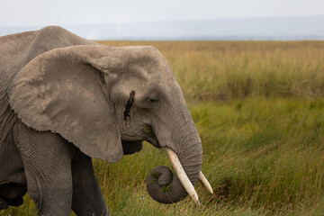 elephant in Amboseli