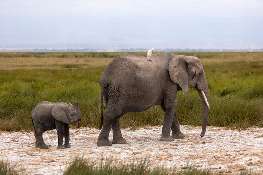 Mother elephant with baby elephant