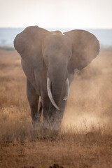 elephant in the savannah