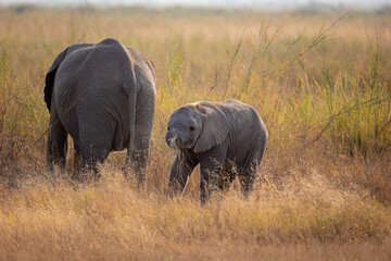 baby elephant in the savannah