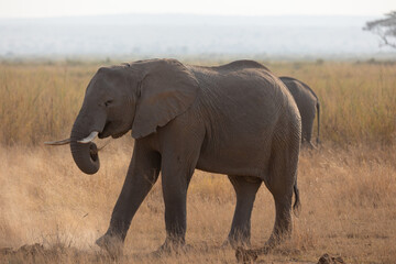 elephant in the savannah