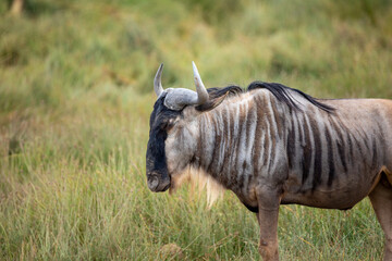 wildebeest in serengeti © Jordy Blokland