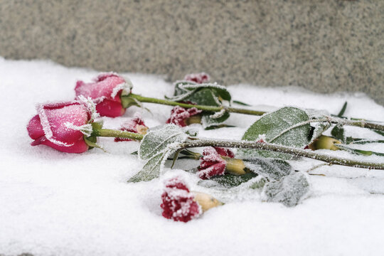Frost-covered red roses and carnations lying in snow near a stone gravestone