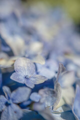 A single flower of a blue hydrangea flower head © Mauricio Acosta