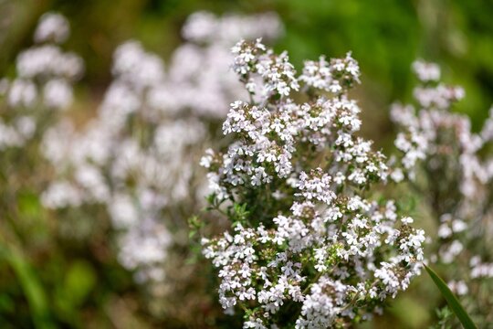 Common thyme (thymus vulgaris) flowers in bloom