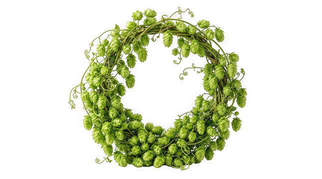 Wreath made of fresh green hop cones isolated on transparent background