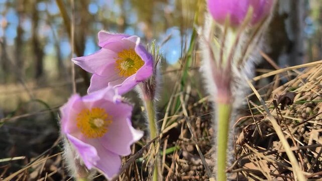 Beautiful purple Pulsatilla patens flowers blooming in a forest, also known as pasque flower or prairie crocus and listed in the Red Book