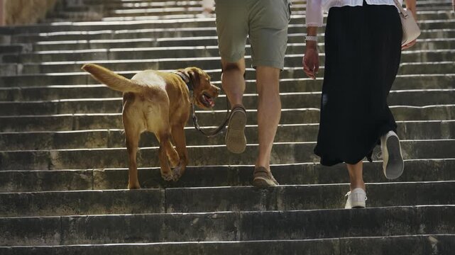 Romantic tourist couple walking a dog up stairs in Siena, Italy, slow motion