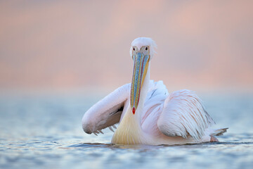 Pelikan różowy, pelikan baba (Pelecanus onocrotalus) © Grzegorz