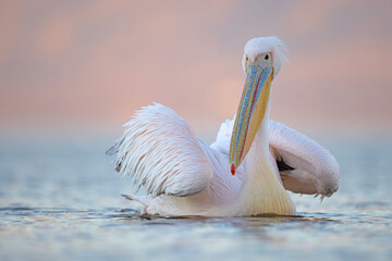 Pelikan różowy, pelikan baba (Pelecanus onocrotalus) © Grzegorz