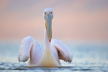 Pelikan różowy, pelikan baba (Pelecanus onocrotalus) © Grzegorz