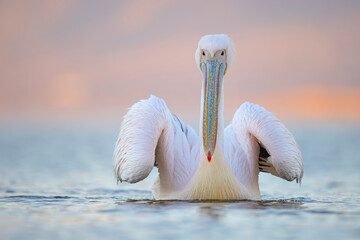 Pelikan różowy, pelikan baba (Pelecanus onocrotalus) © Grzegorz