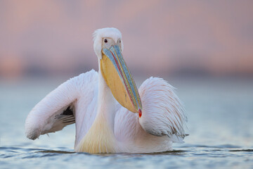 Pelikan różowy, pelikan baba (Pelecanus onocrotalus) © Grzegorz