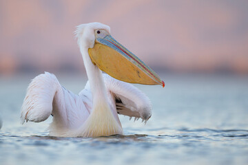 Pelikan różowy, pelikan baba (Pelecanus onocrotalus) © Grzegorz