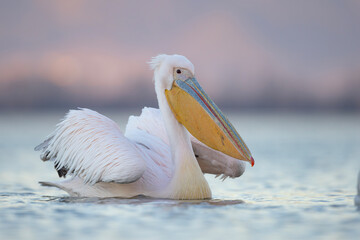 Pelikan różowy, pelikan baba (Pelecanus onocrotalus) © Grzegorz