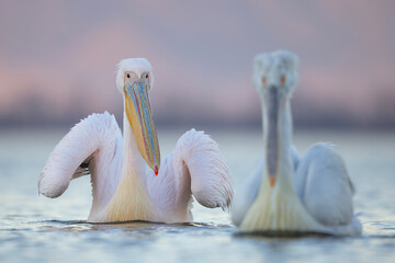 Pelikan różowy, pelikan baba (Pelecanus onocrotalus) © Grzegorz