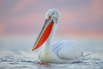 Pelikan kędzierzawy (Pelecanus crispus) © Grzegorz
