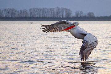 Pelikan kędzierzawy (Pelecanus crispus) © Grzegorz