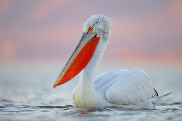 Pelikan kędzierzawy (Pelecanus crispus) © Grzegorz