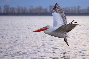 Pelikan kędzierzawy (Pelecanus crispus) © Grzegorz