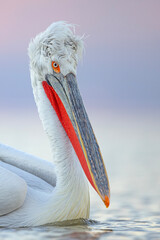 Pelikan kędzierzawy (Pelecanus crispus) © Grzegorz