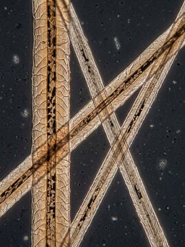 Microscopic View Of Animal Hair Strands With Intricate Details
