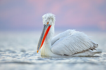 Pelikan kędzierzawy (Pelecanus crispus) © Grzegorz