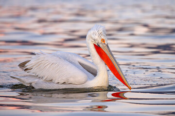 Pelikan kędzierzawy (Pelecanus crispus) © Grzegorz