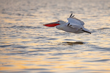Pelikan kędzierzawy (Pelecanus crispus) © Grzegorz