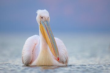 Pelikan różowy, pelikan baba (Pelecanus onocrotalus) © Grzegorz