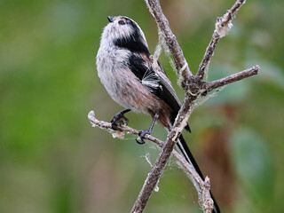 Long-tailed tits playing together on tree branches © János István Lukács
