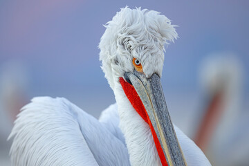 Pelikan kędzierzawy (Pelecanus crispus) © Grzegorz