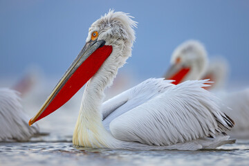 Pelikan kędzierzawy (Pelecanus crispus) © Grzegorz