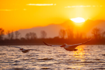 Pelikan kędzierzawy (Pelecanus crispus) © Grzegorz