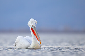 Pelikan kędzierzawy (Pelecanus crispus) © Grzegorz