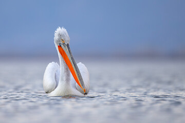 Pelikan kędzierzawy (Pelecanus crispus) © Grzegorz
