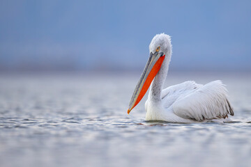 Pelikan kędzierzawy (Pelecanus crispus) © Grzegorz
