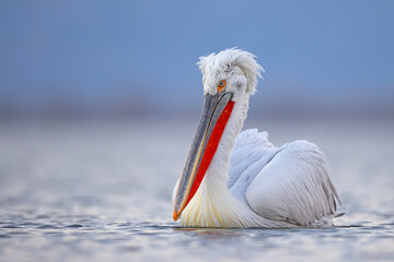 Pelikan kędzierzawy (Pelecanus crispus) © Grzegorz