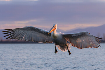 Pelikan kędzierzawy (Pelecanus crispus) © Grzegorz