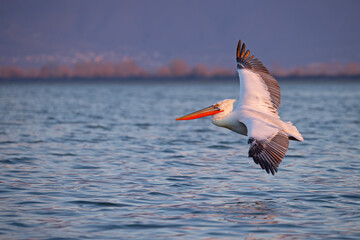 Pelikan kędzierzawy (Pelecanus crispus) © Grzegorz