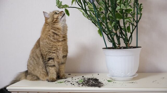Cat left unattended make a mess and dig soil in pots of indoor plants, Naughty pets home alone. Caught In The Act. Guilty