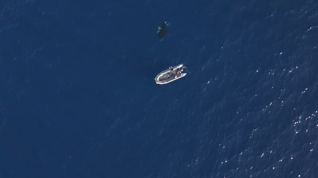 Aerial View of Giant Oceanic Manta Ray in a scenic aerial Second View