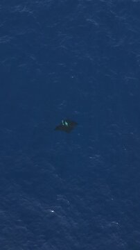 Aerial View of Giant Oceanic Manta Ray during a dramatic aerial pull